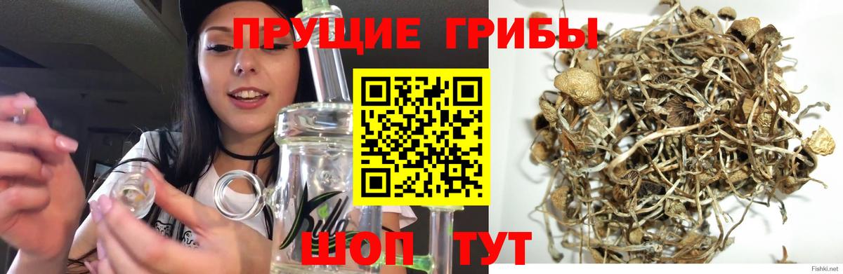 Галлюциногенные грибы Cubensis Еманжелинск